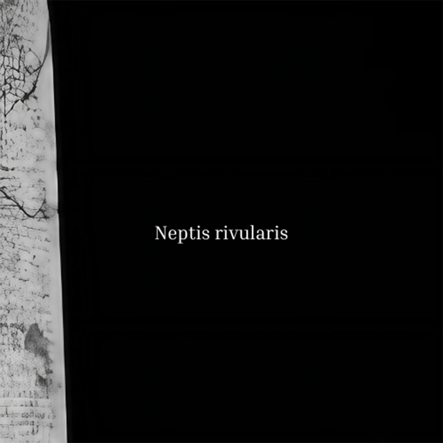 Neptis rivularis