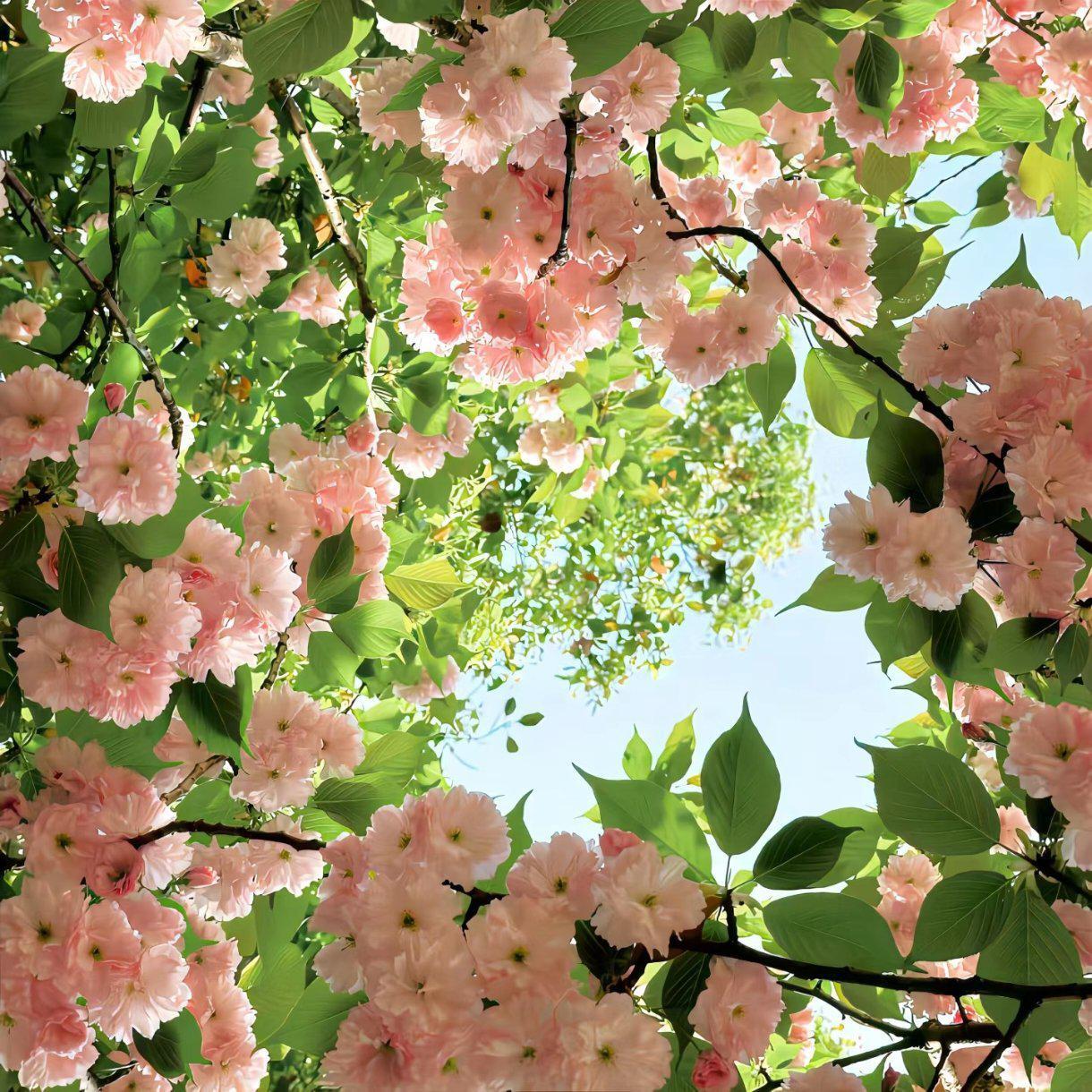 高能量歌曲:净化负面磁场 助力显化成功