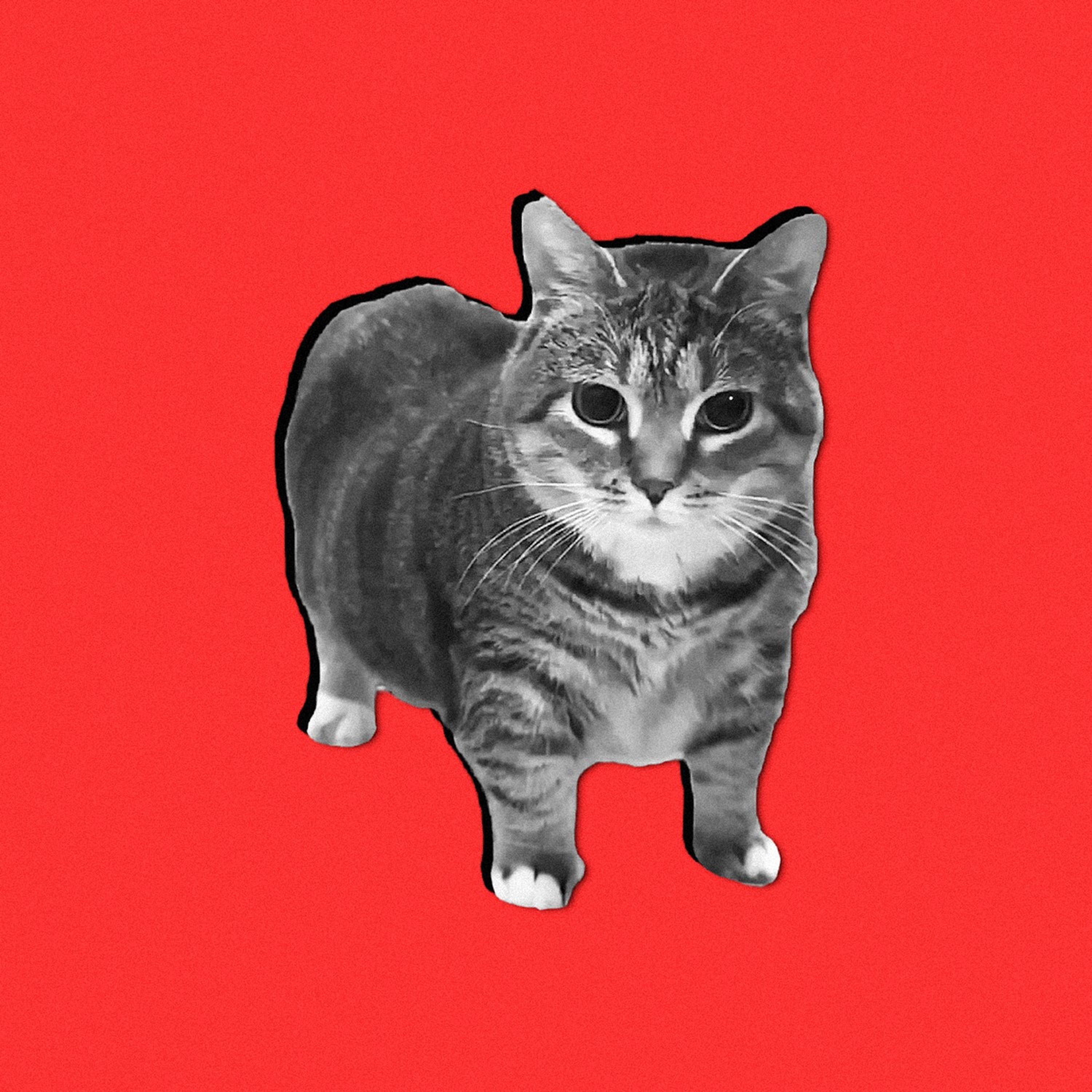 Oiia Cat (Metal Version)