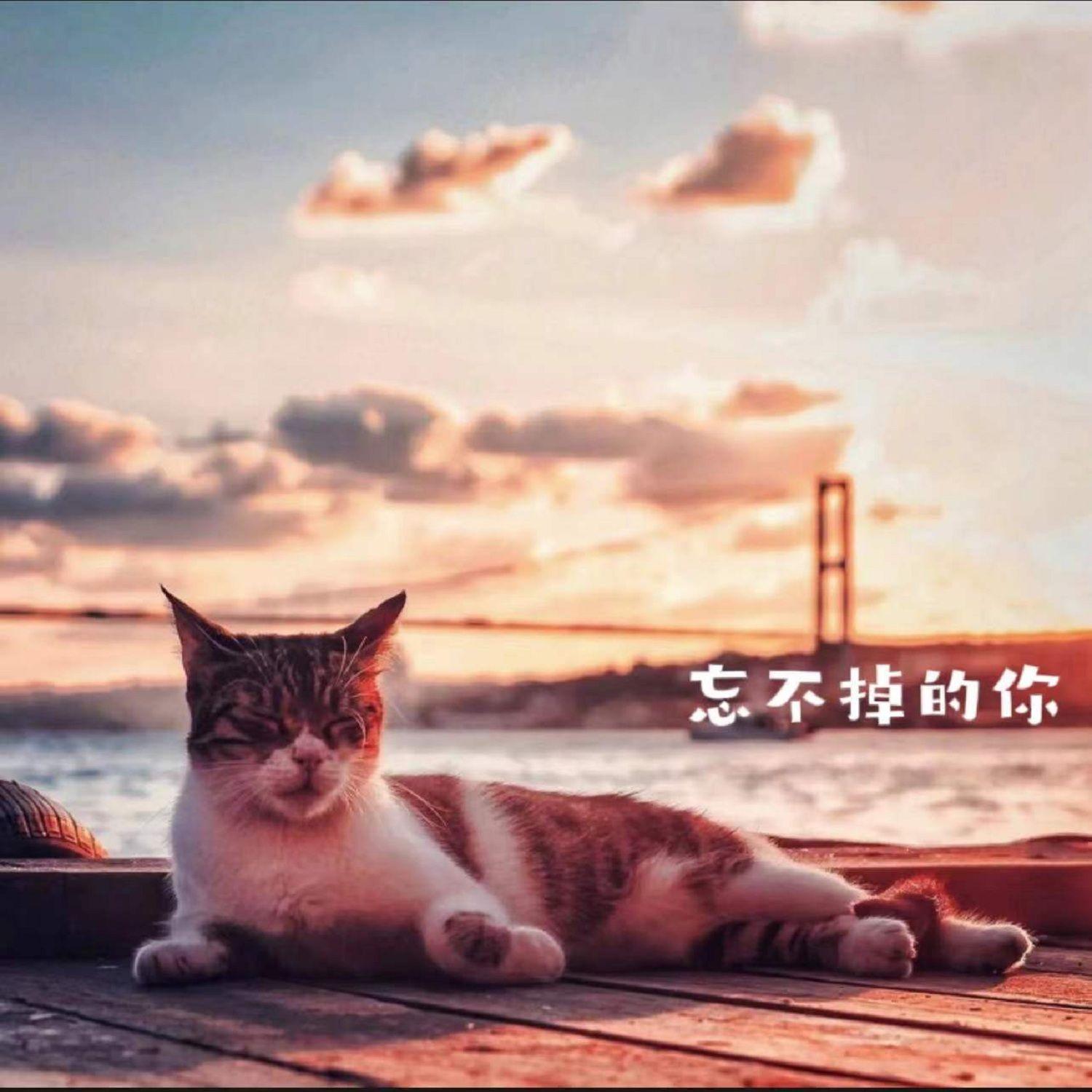 忘不掉的你（伴奏）封面