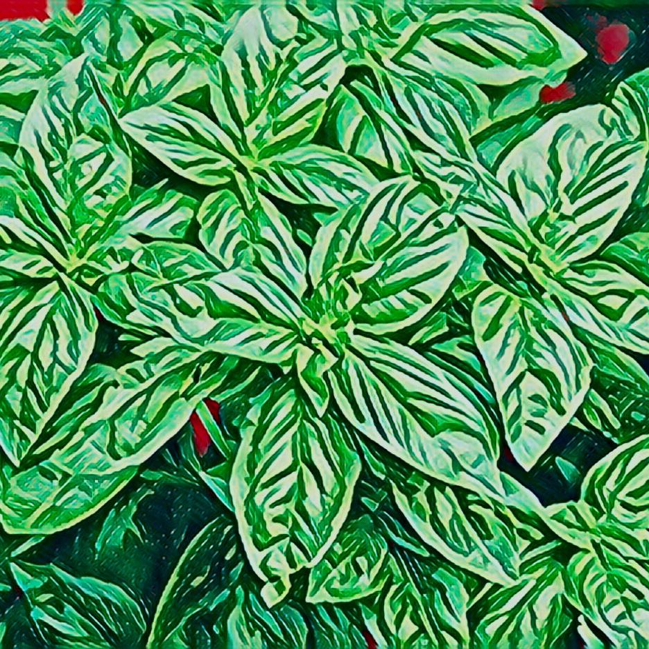 罗勒与青柠封面