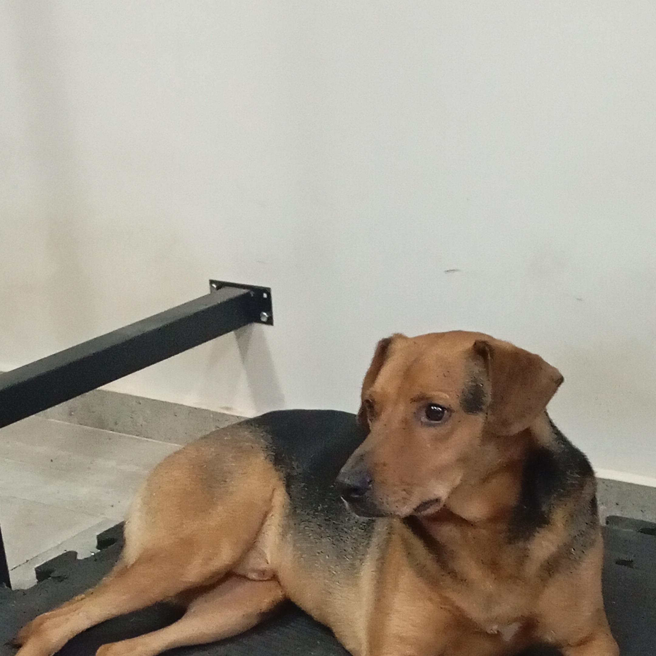 La verdad de mi dueño