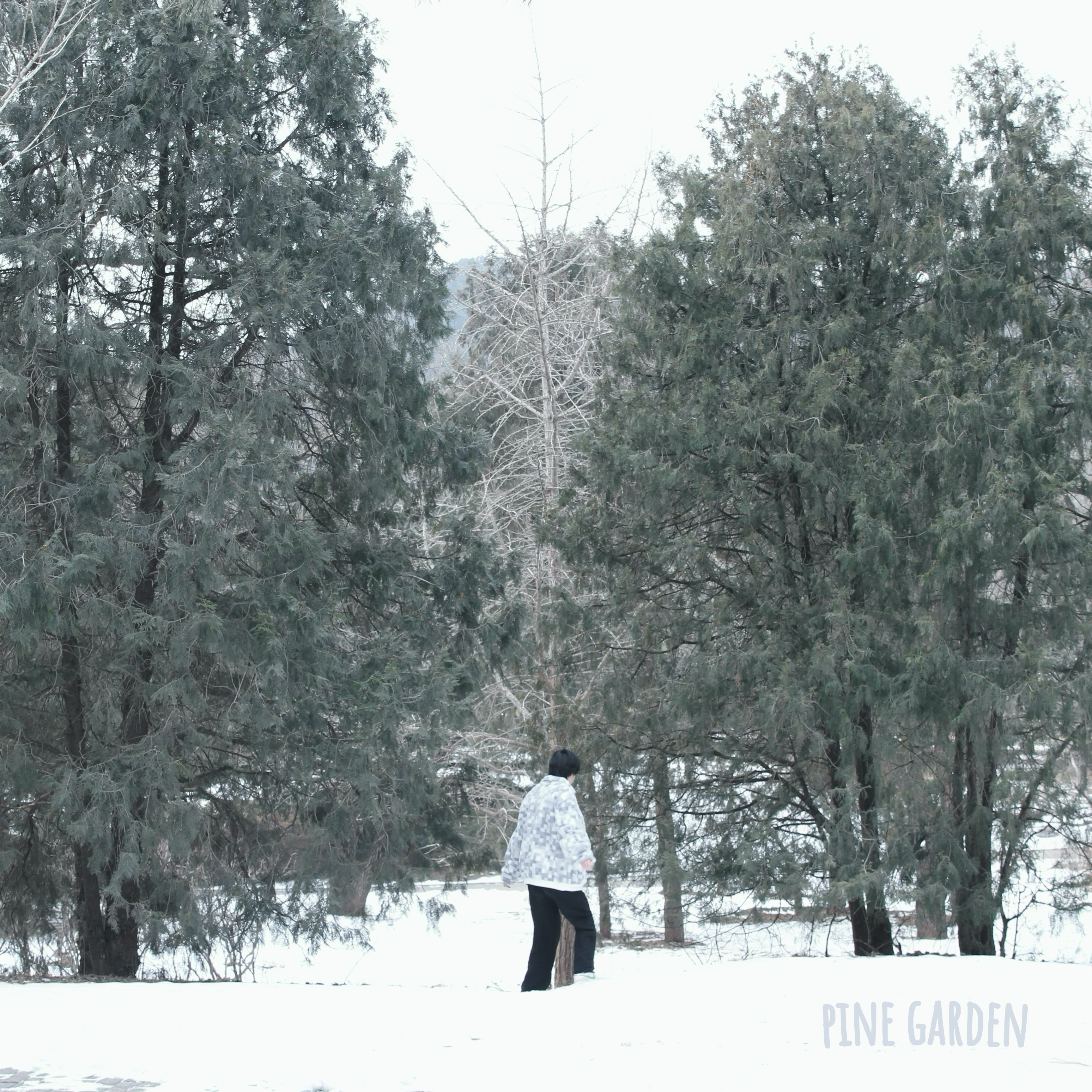 luminous_Lloyd Arild_pine garden | 在线播放_luminous歌词_luminous下载 | 网易云音乐