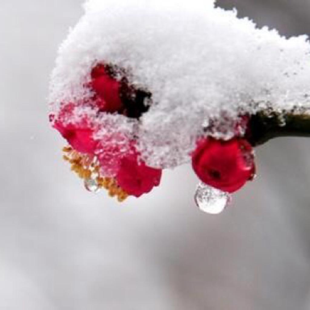 早春时节，心灵吟唱给残雪
