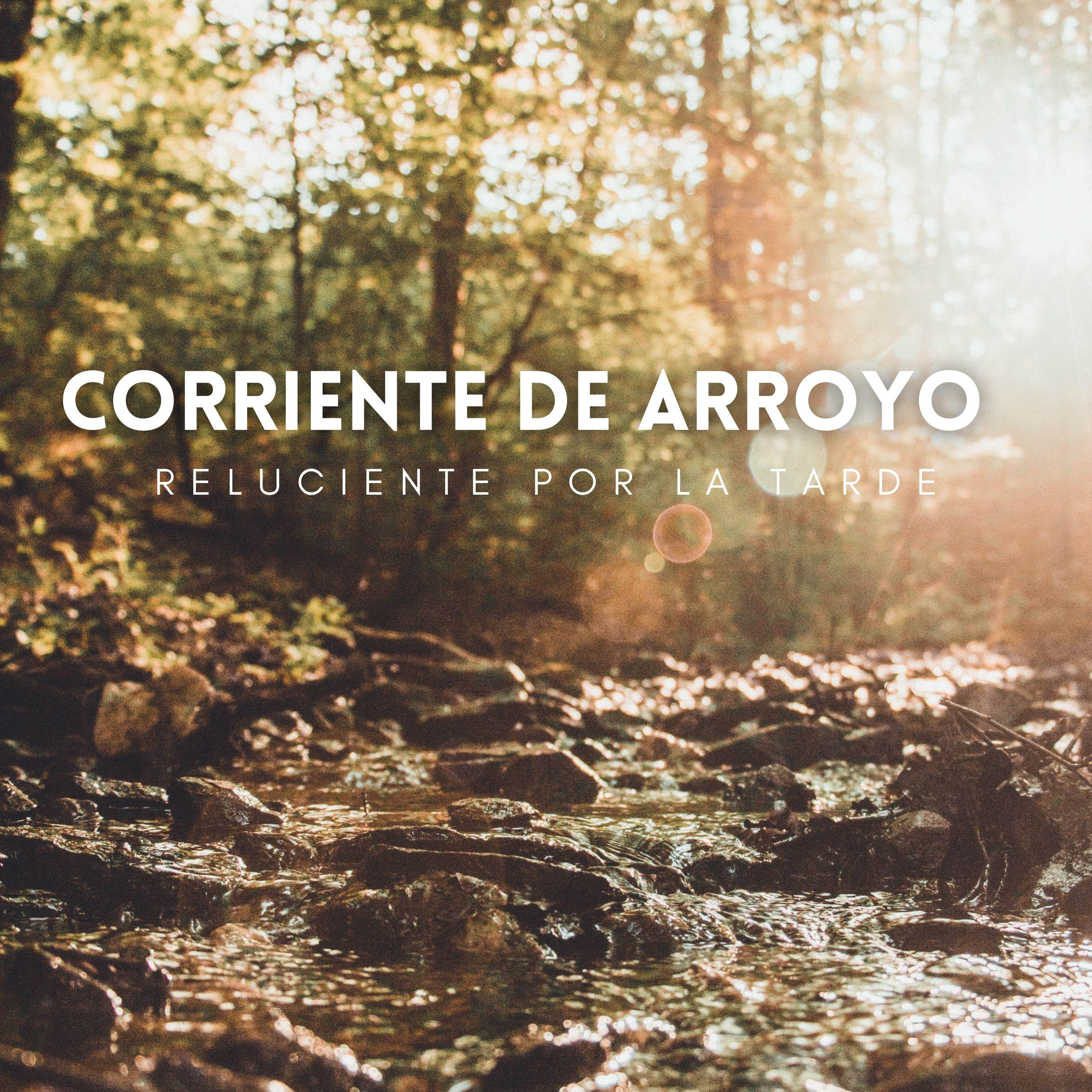 Fluyendo Cada Vez Mas_Sonidos de aguas tranquilas_Corriente De Arroyo Reluciente Por La Tarde | 在线播放_Fluyendo Cada Vez Mas歌词_Fluyendo Cada Vez Mas下载 | 网易云音乐