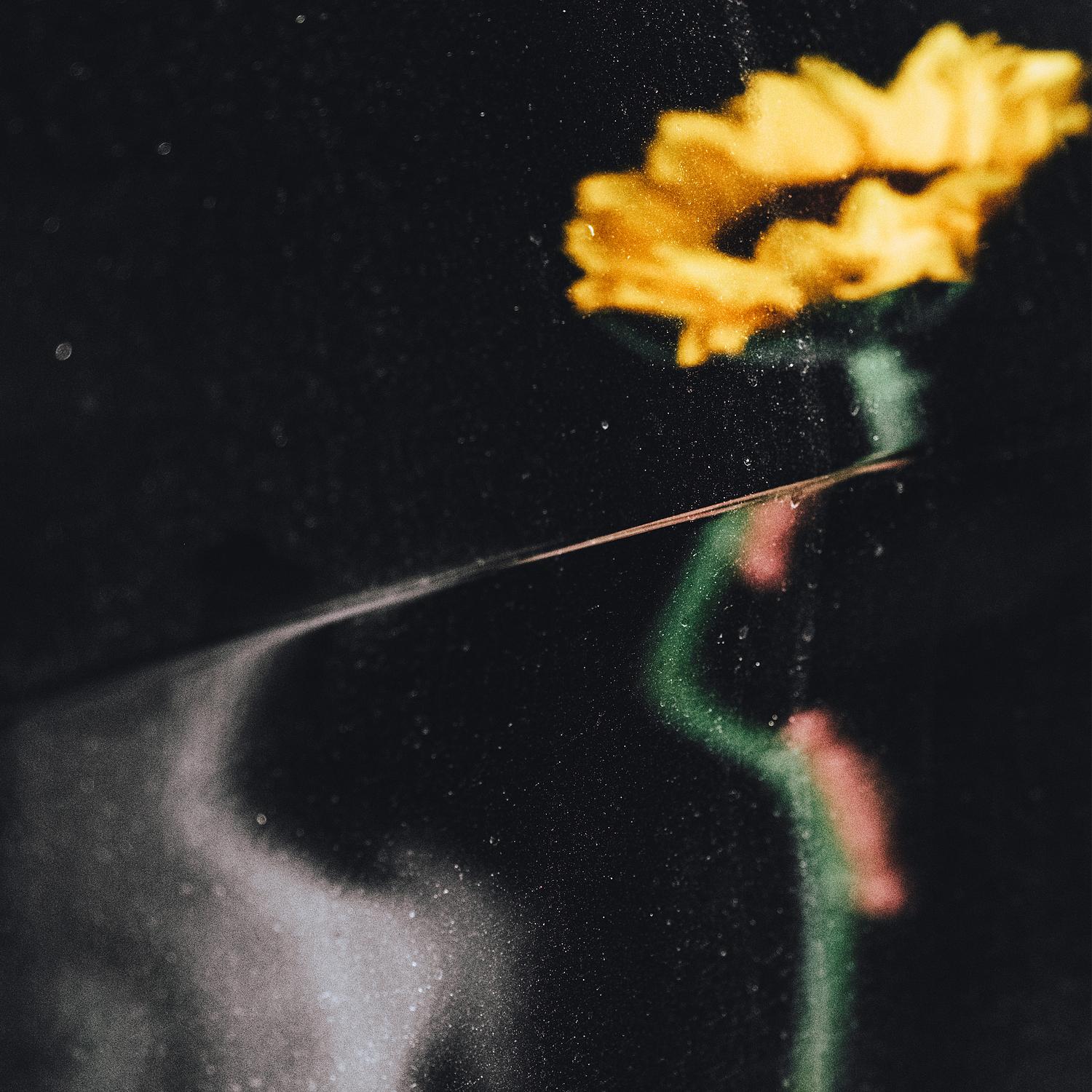 ทานตะวัน