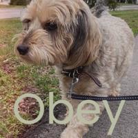 Obey