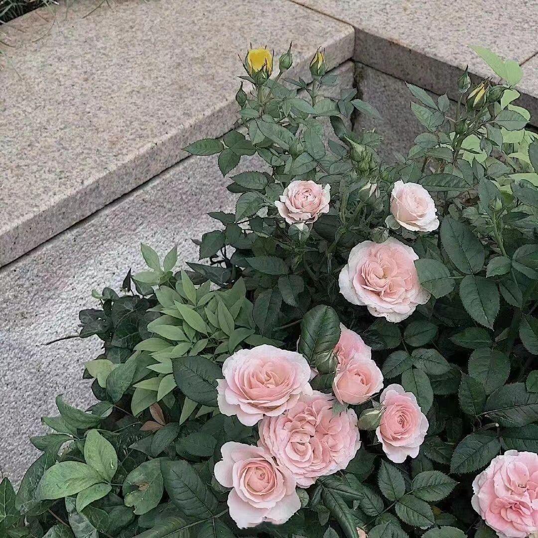 躁郁（Young King remix）