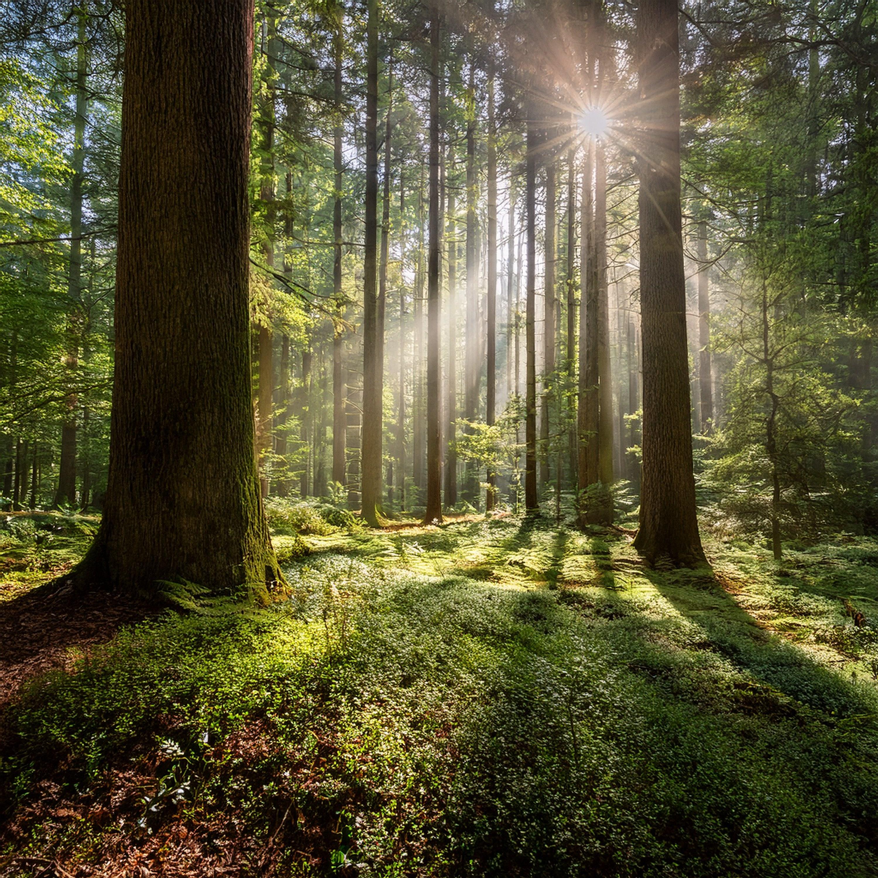 Through Ancient Forests_Guitar Maps Drum Tracks_Timeless Guitar Music For A Journey Through Enchanted Landscapes | 在线播放_Through Ancient Forests歌词_Through Ancient Forests下载 | 网易云音乐