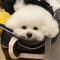 Puppywithu