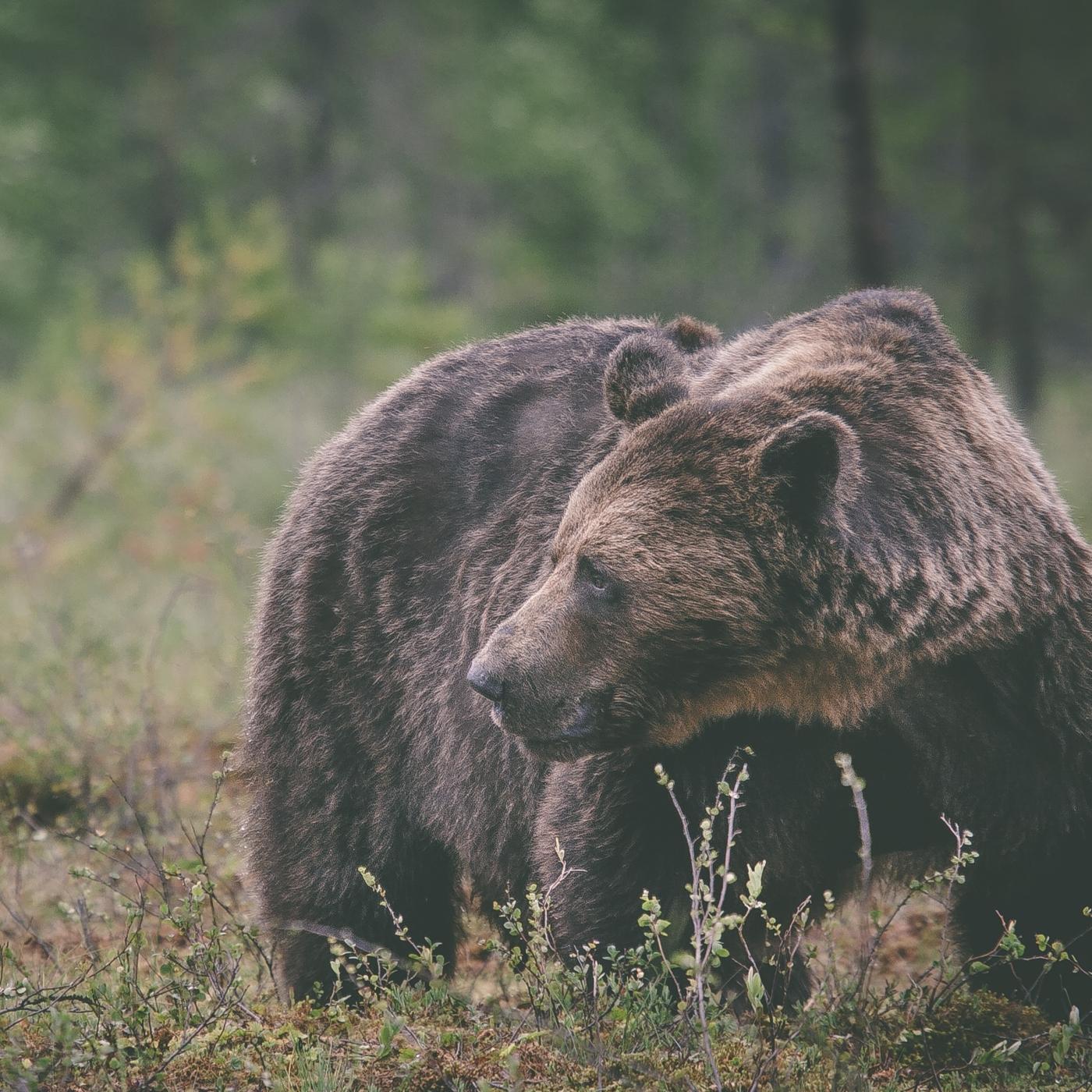 The Bear (Retrospective)