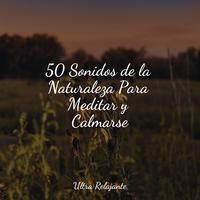 50 Sonidos de la Naturaleza Para Meditar y Calmarse