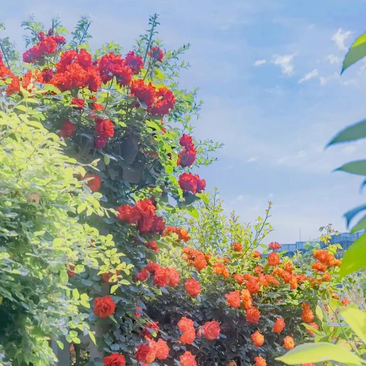 《Blues For A Blue Xy.BLUE的翻唱 电台节目 网易云音乐