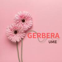 GERBERA