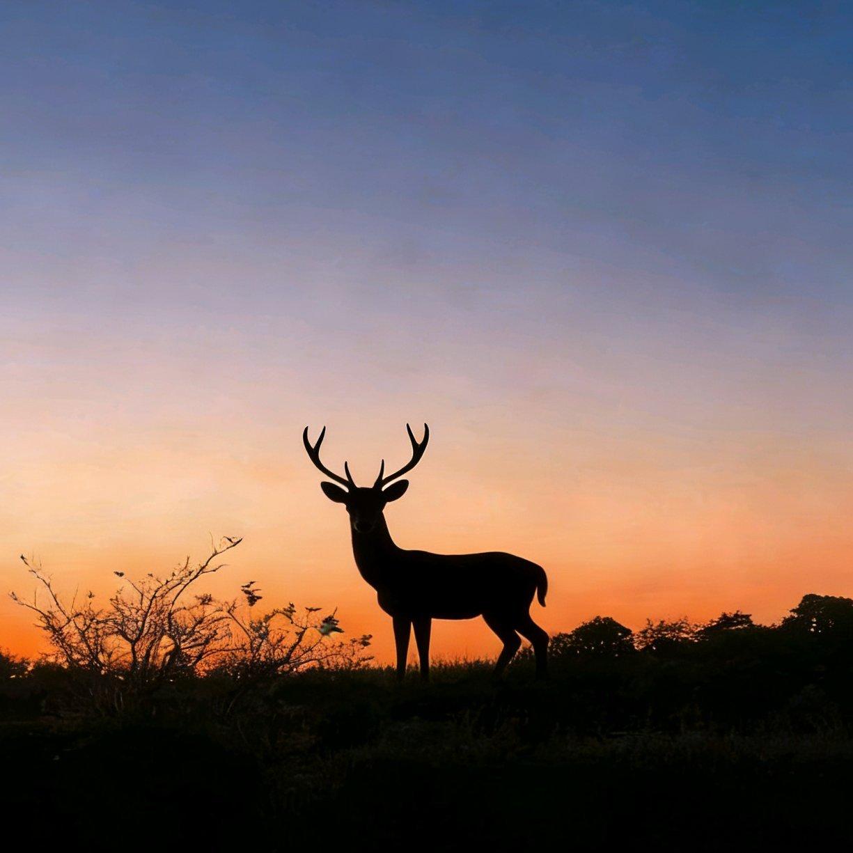 总在寻觅昵称的鹿