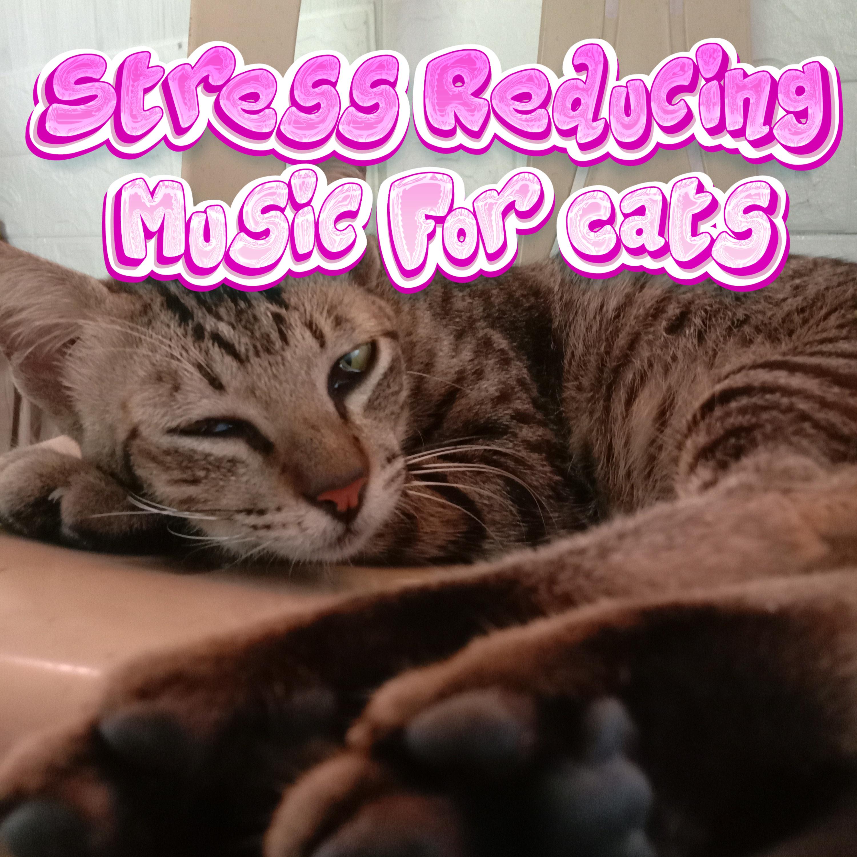 Fresh Look at Background Music For Cats Stress Reducing Music For Cats Calming
