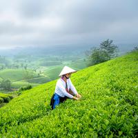 Tranquil Rain Tasks: Binaural Work Serenade