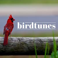 Birdtunes