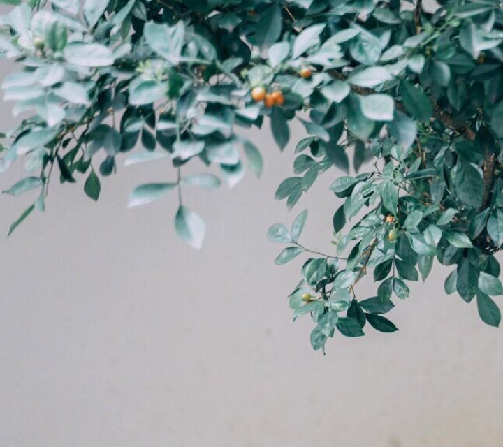 陈晓竹