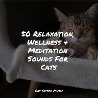 50 Relaxation, Wellness & Meditation Sounds For Cats