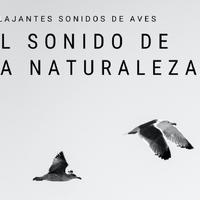 Sonidos De Aves
