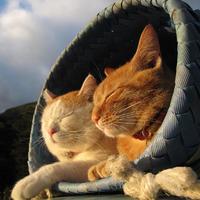 颜吧Yanba资料,颜吧Yanba最新歌曲,颜吧YanbaMV视频,颜吧Yanba音乐专辑,颜吧Yanba好听的歌