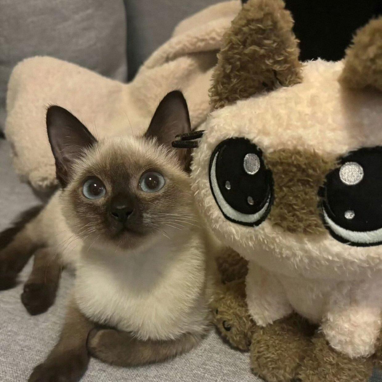 被害妄想手机女子_