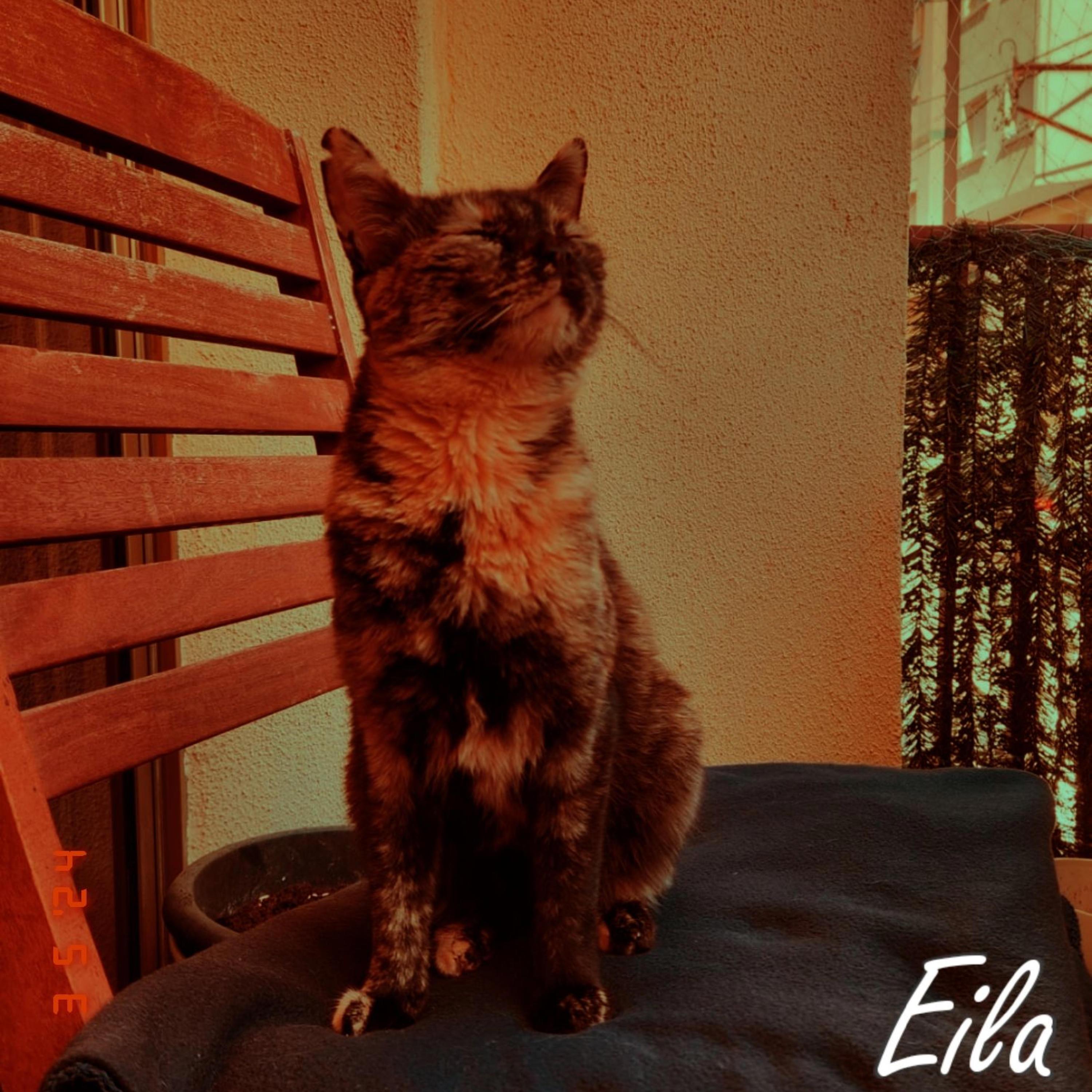 Eila