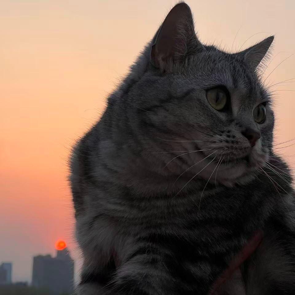 猜情寻(cover by stannum-7)封面