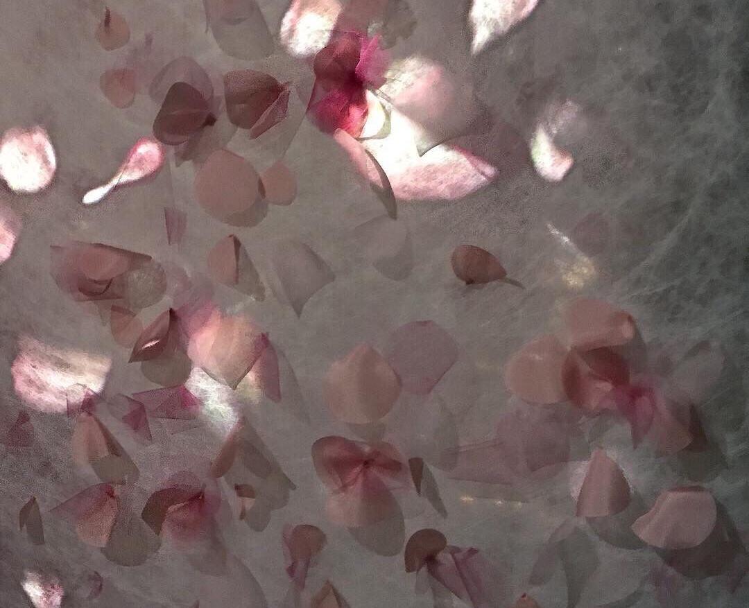真蕊