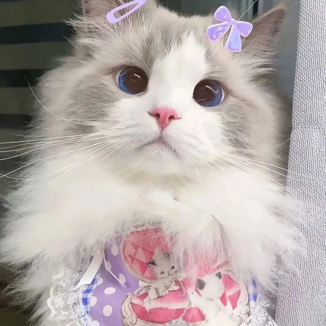 不装睡的小猫封面