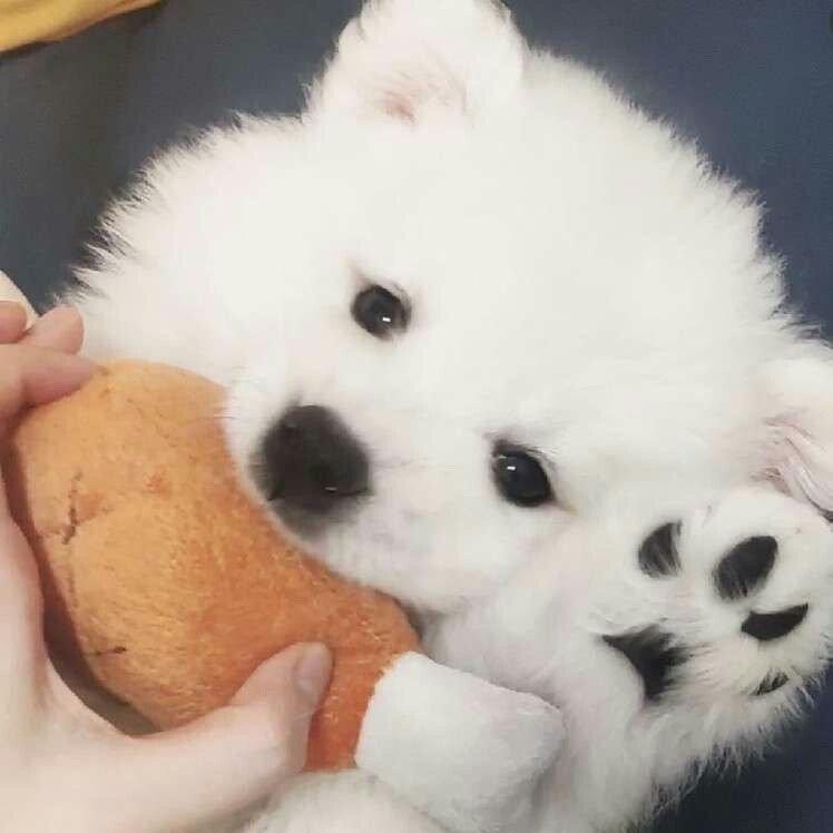 海苔夹心饼干盒