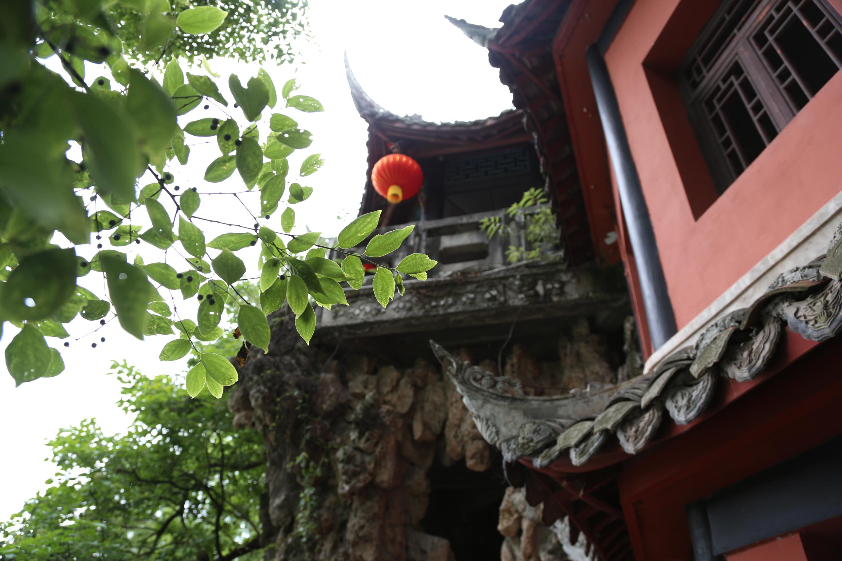 僵尸先生(带水印)