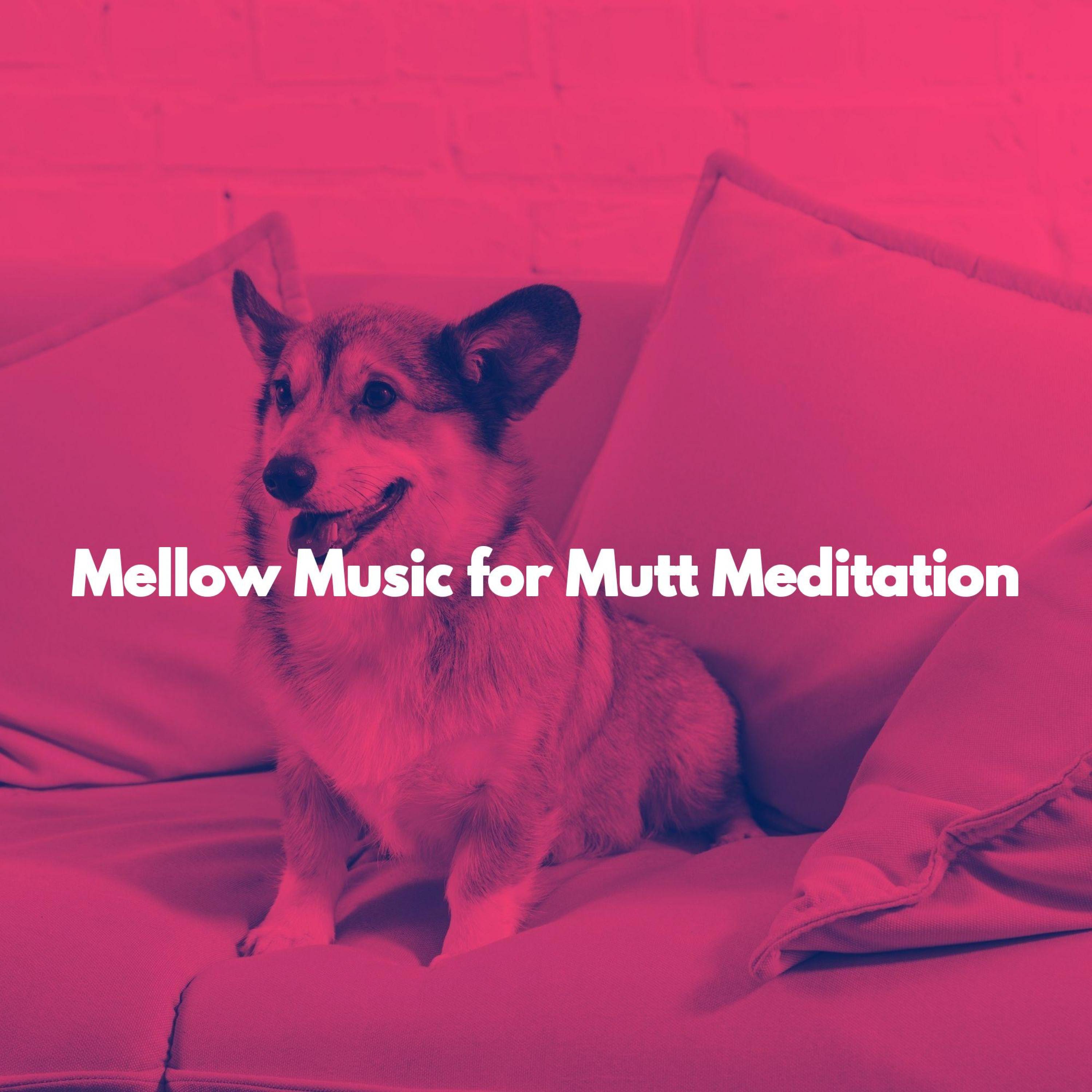 Mellow Music for Mutt Meditation - Jazz Chill Out Lounge - 专辑 - 网易云音乐