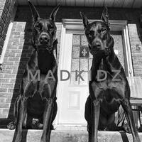 SPLASH G MA - GRIZZLY MASHUP