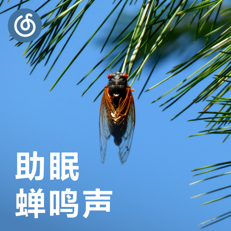 [助眠蝉鸣声] 闭上眼 感受大自然的回响