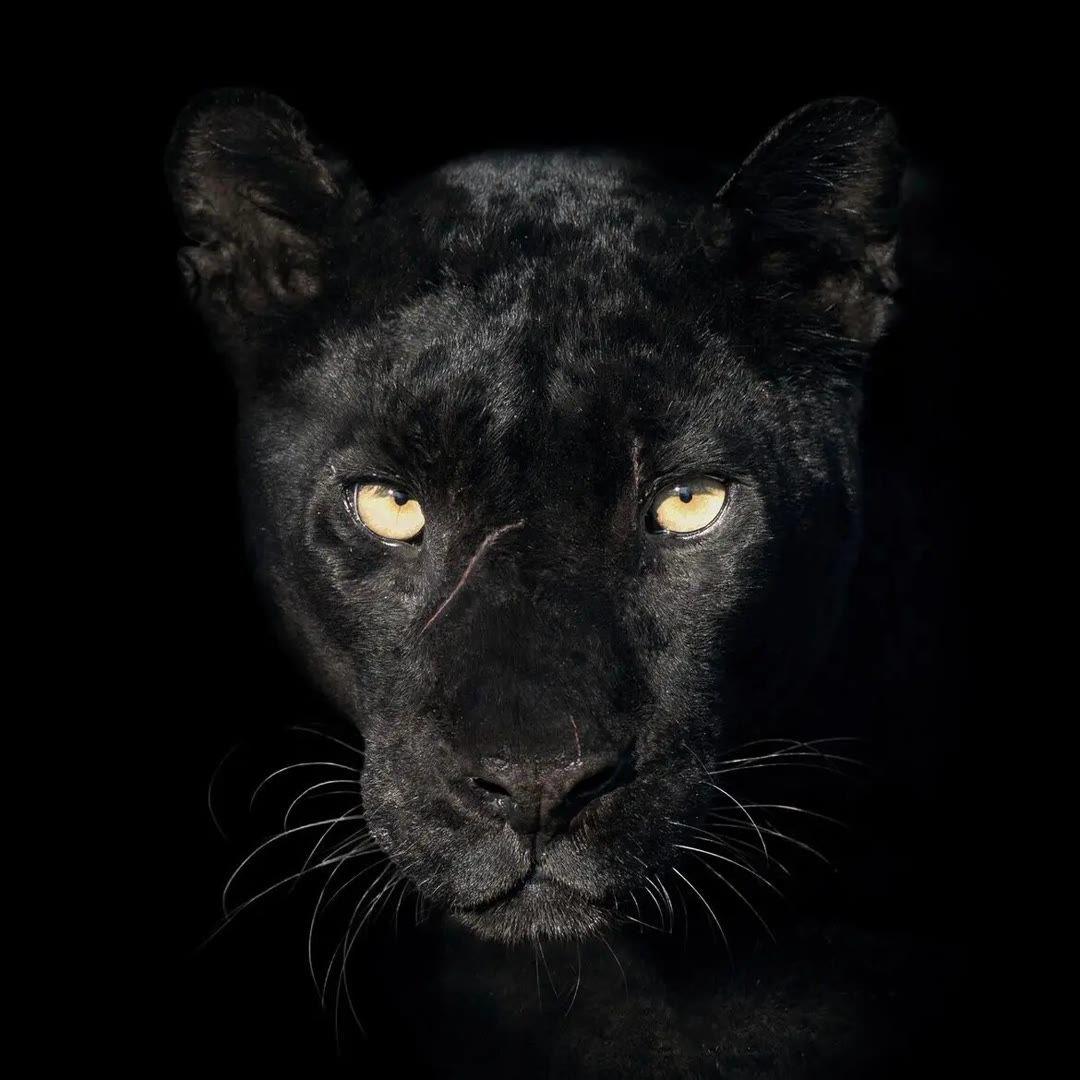 Lovefool (黑老虎)