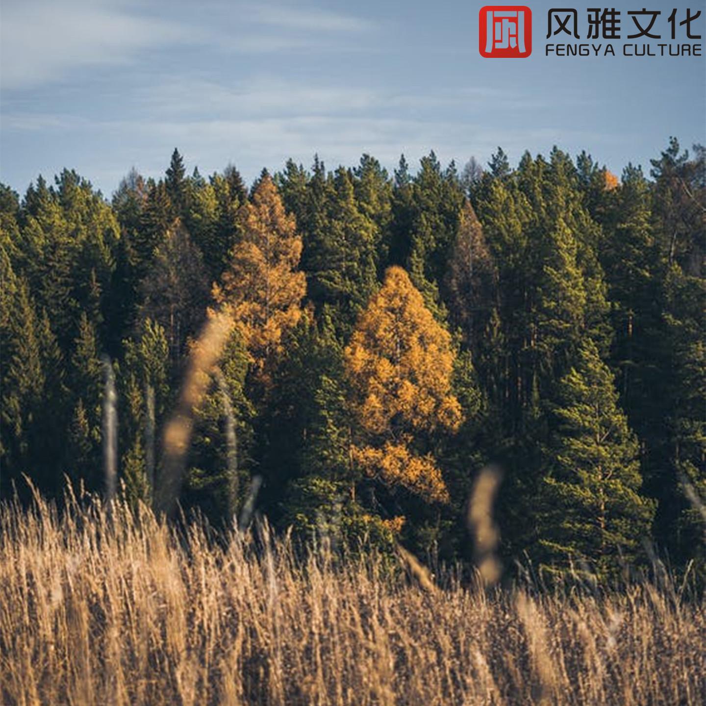聆听安静自然轻音乐，治愈舒缓纯音乐