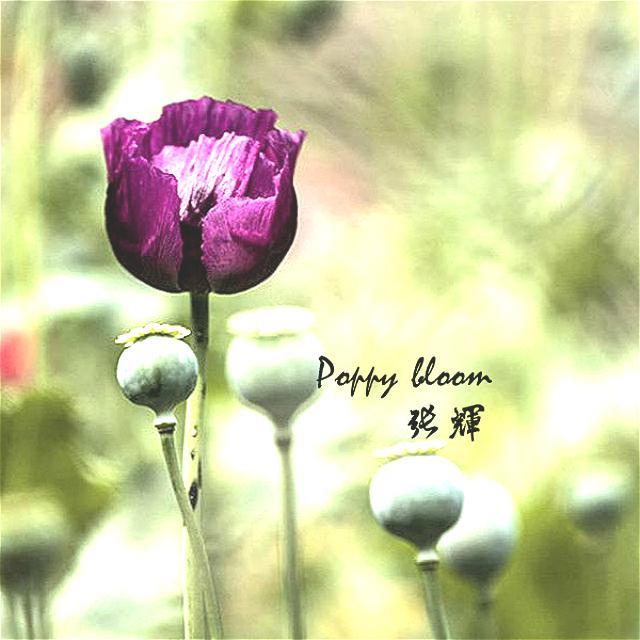 Poppy bloom