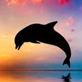 海豚zzpy