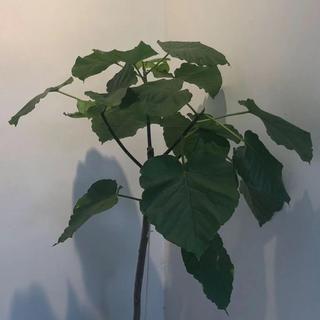 一定要单曲循环这些有旁白的歌