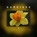 Narcisse