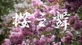 樱之舞专辑