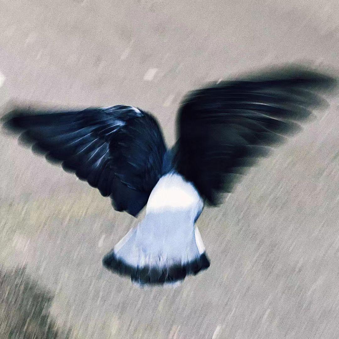 ''筋斗云'' Gunna x 中国风 Type Beat