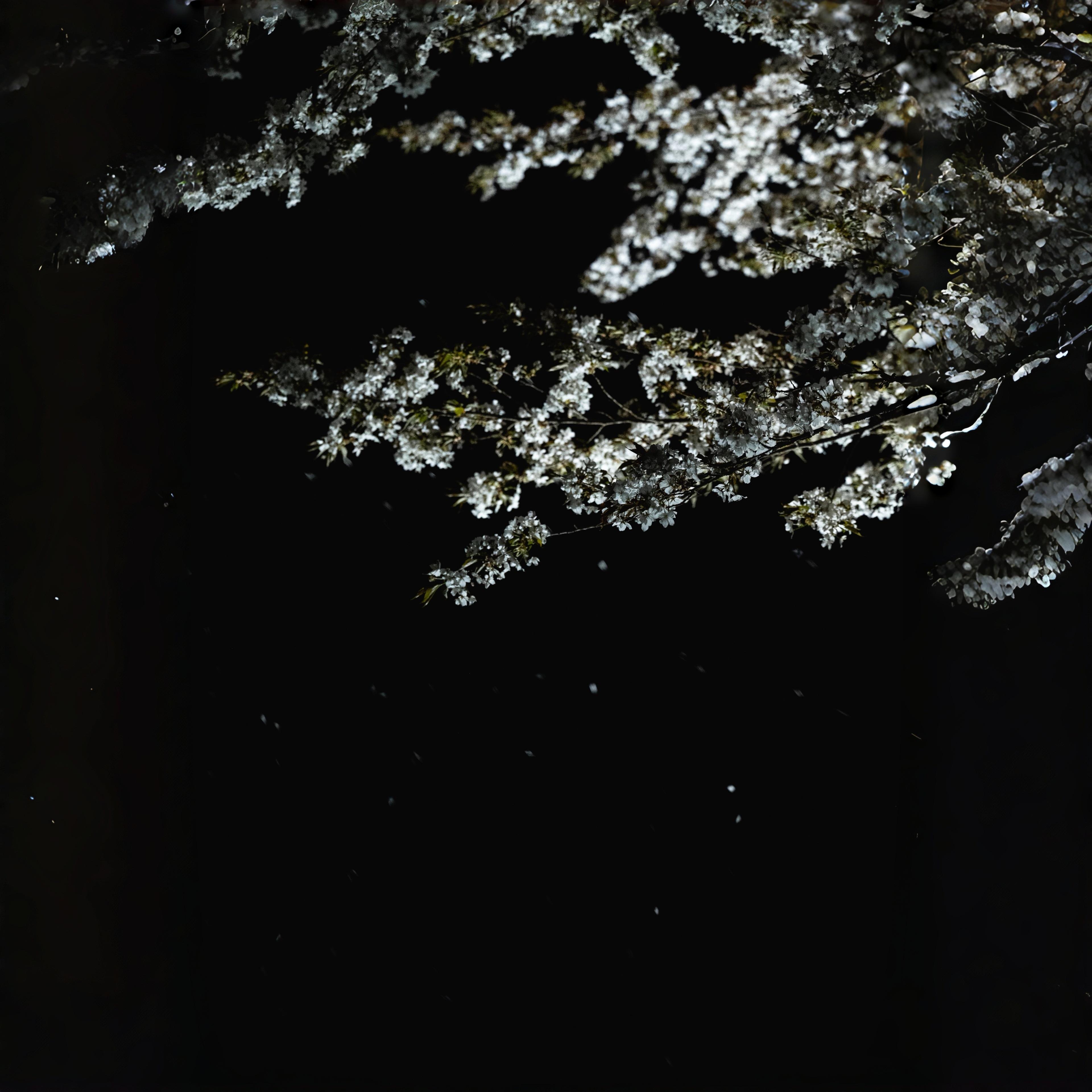 春野杉卉｜月影 ～ Moonlit Vow✅ | 在线播放 | 网易云音乐