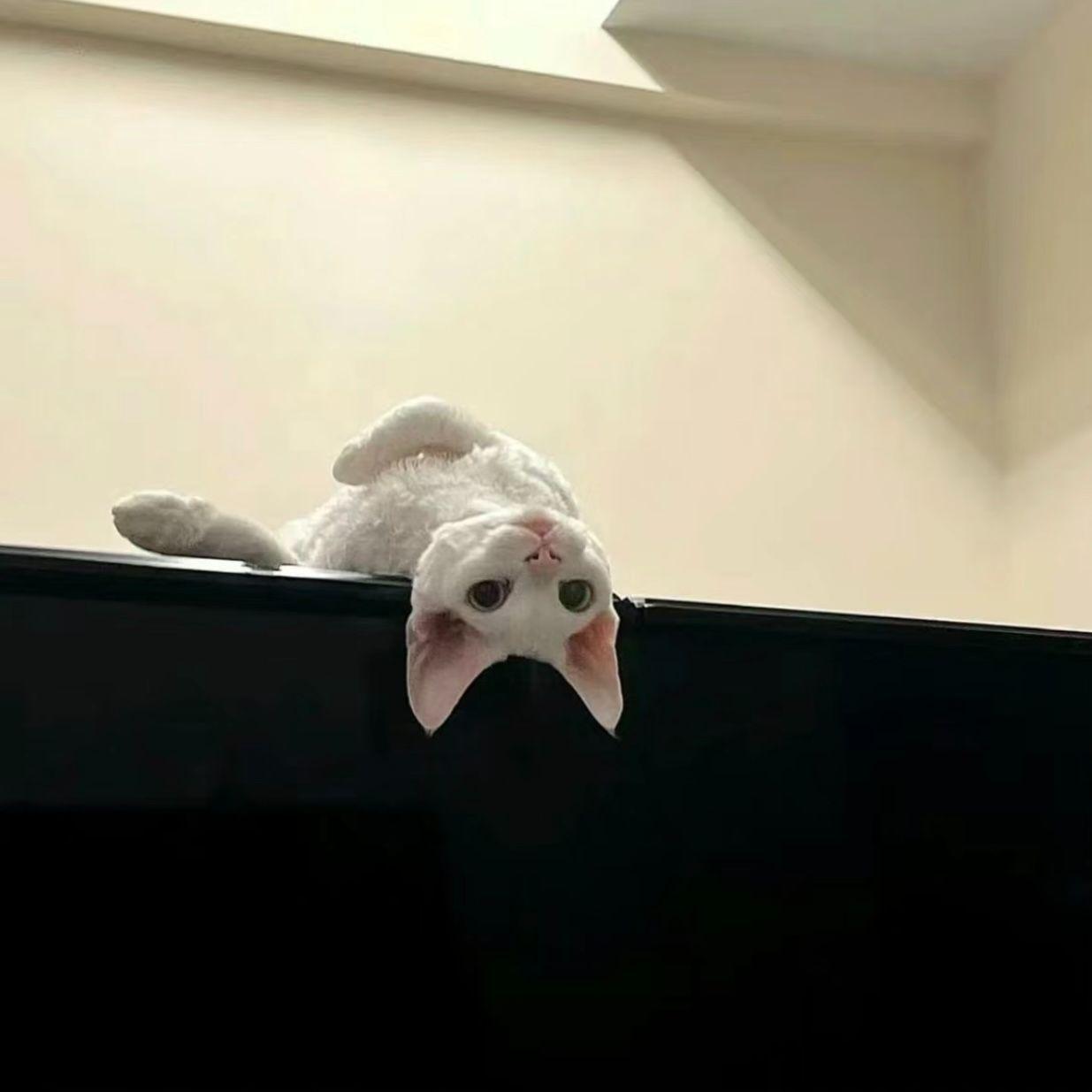 掌中糖