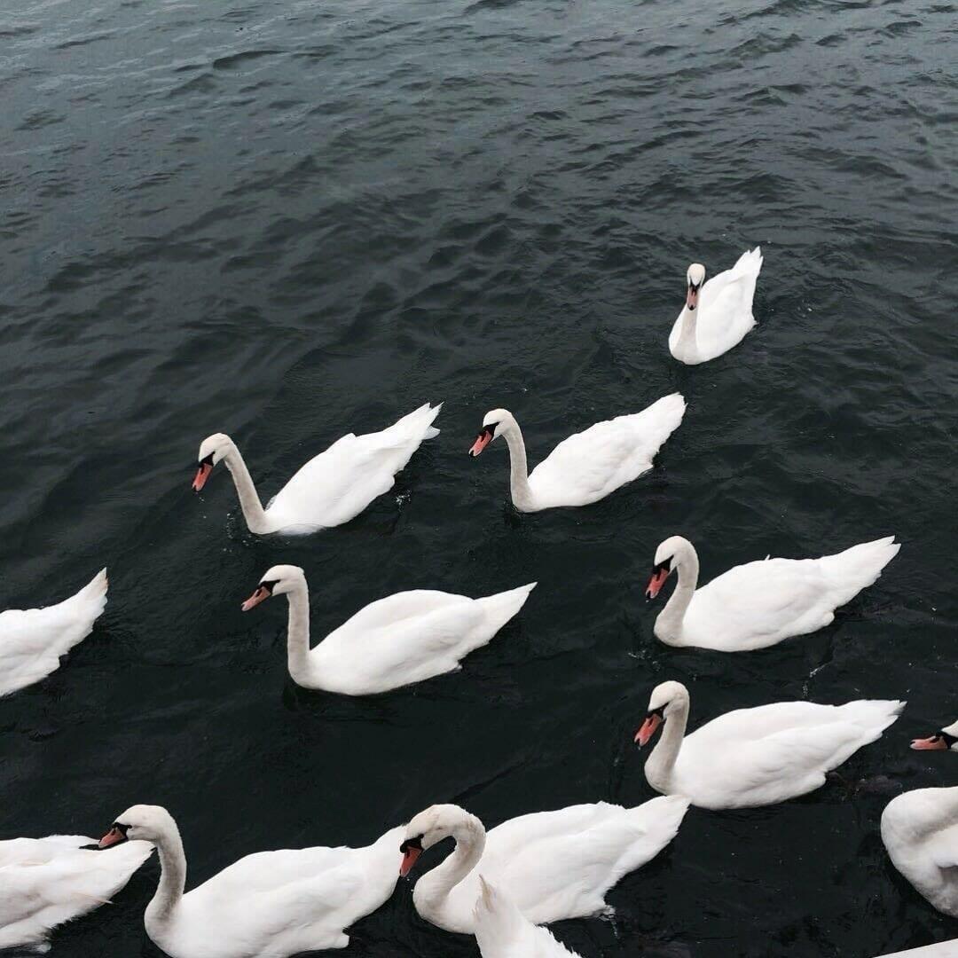 Королева танцпола