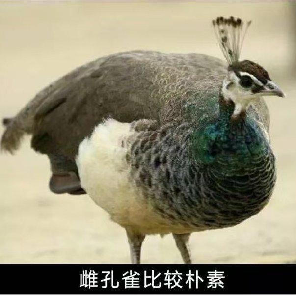2025高考听辨 | 在线播放 | 网易云音乐