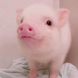 给 猪 猪 宝 贝 准 备 好 甜 甜 的 歌