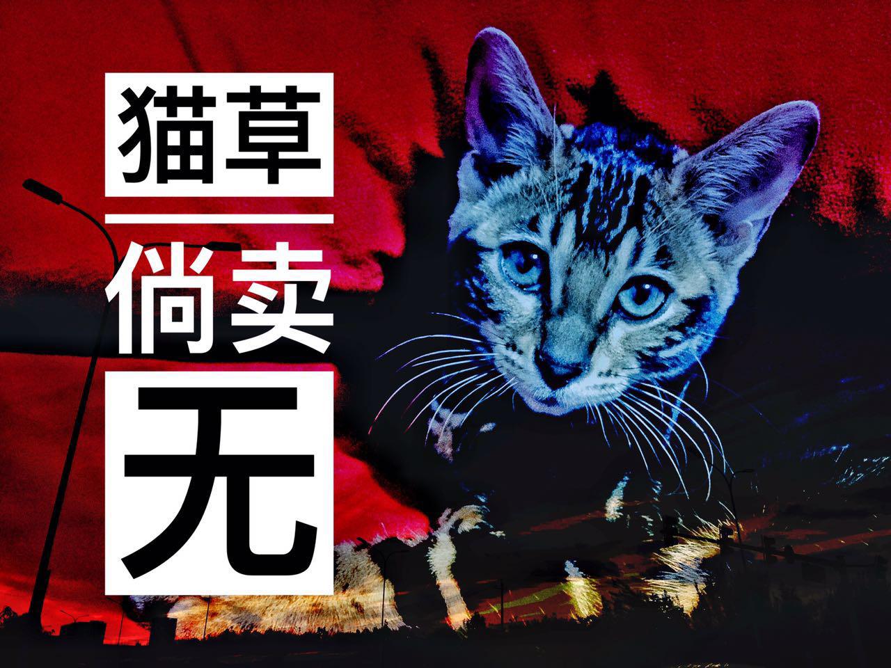 猫草倘卖无专辑